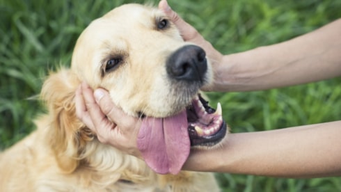 En iyi huylu 10 köpek cinsi