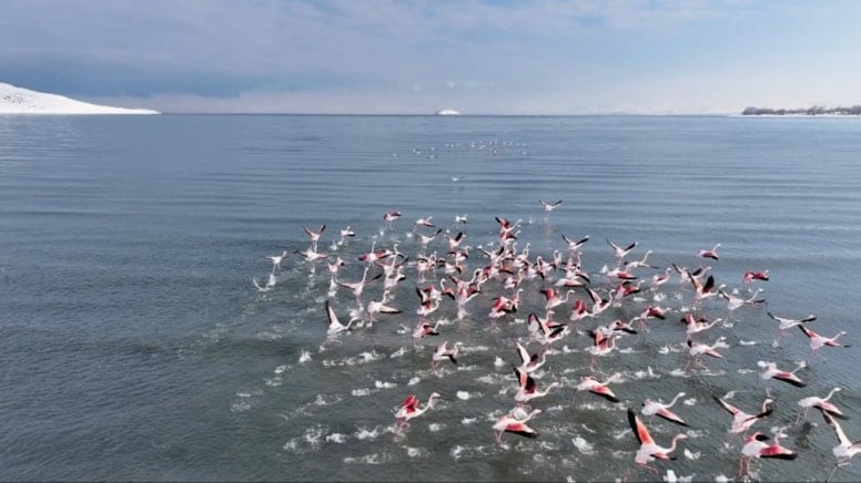 Flamingolar soğuk havaya rağmen göç etmedi