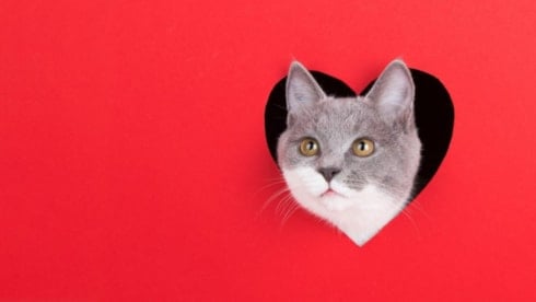 Kedinizin kaç yıl yaşayacağını biliyor musunuz?