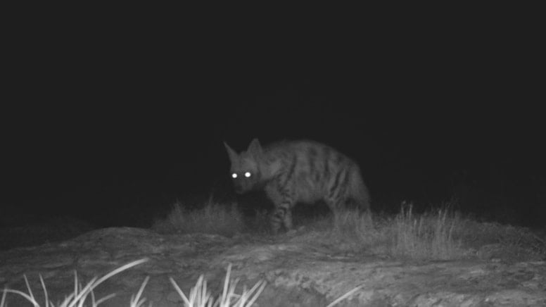 Nesli tükenme tehlikesindeki sırtlan ve dağ ceylanı fotokapana takıldı