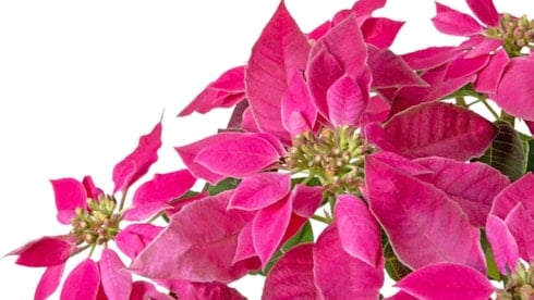 Bu çiçeğin adı Atatürk! İşte bir çiçeğe Atatürk isminin verilmesinin hikayesi...