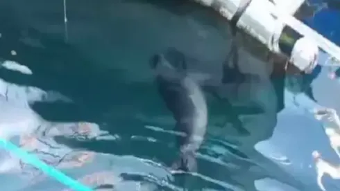 Nesli tehlike altındaki Akdeniz foku görüntülendi