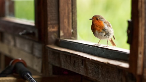 Camın önüne kuş konması meğer bu anlama geliyormuş
