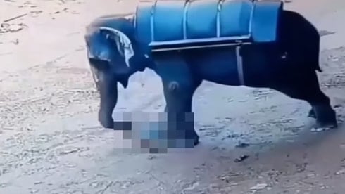 Fil, kendisine vuran bakıcıyı ezdi... Görüntüleri şoke etti