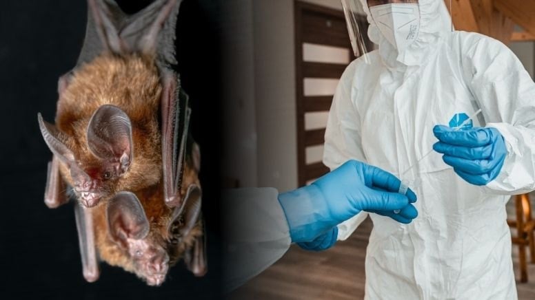 Hindistan'da ölümcül Nipah virüsü alarmı!