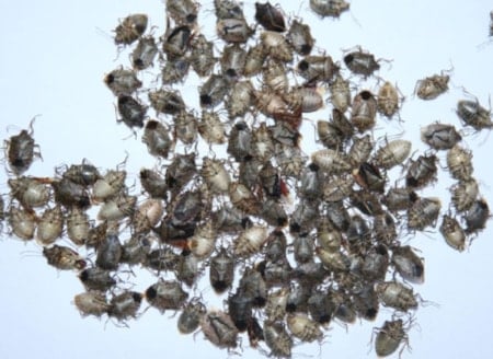 Kahverengi kokarca çiftçilerin korkulu rüyası oldu