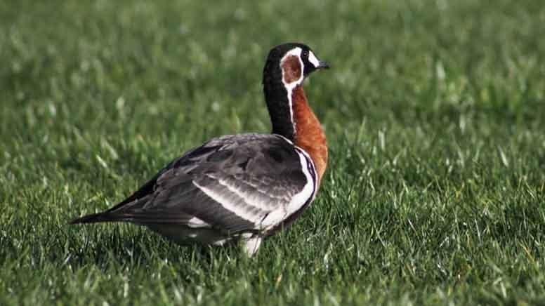 Rize'de Sibirya kazı görüldü