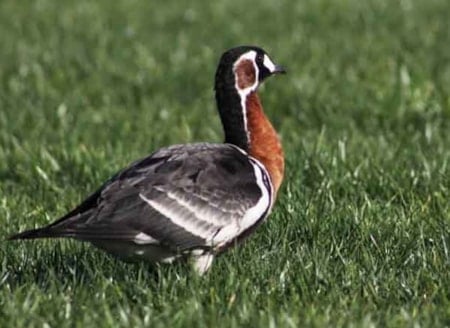 Rize'de Sibirya kazı görüldü