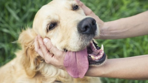 Köpeğiniz eşyalarınızı mı parçalıyor? Bakın size ne demek istiyor! 