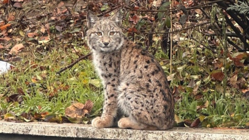 Nesli tehlikede olan vaşak görüntülendi