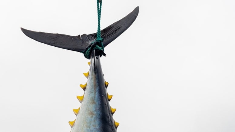 Rekor kırıldı! Dev balık 140 milyon liraya satıldı