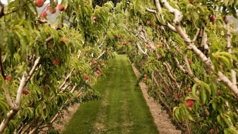 Fizyokrat nedir? Yüzyıllar önceki ekonomi teorisi günümüzde geçerli mi?