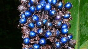 Bu meyve mavi değil! Doğanın en etkileyici optik yanılsaması