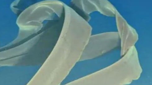 Denizin altında kolları otobüs büyüklüğünde olan canavar keşfedildi