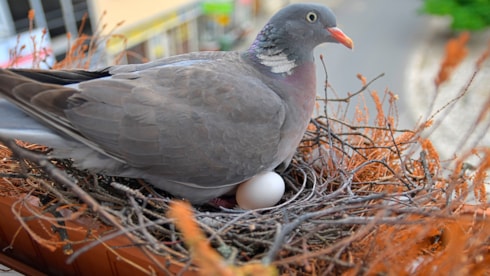 Kuşların balkona yumurta bırakması aslında bu anlama geliyormuş